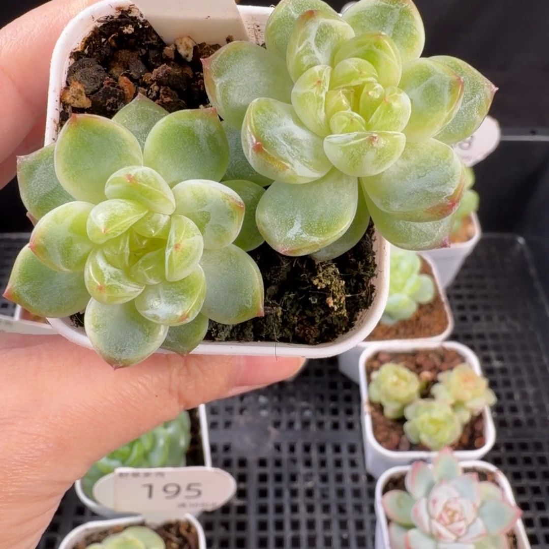 金玉瑶白色双头196号