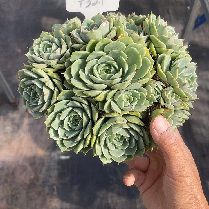 晨语多肉，一物一拍321笨巴