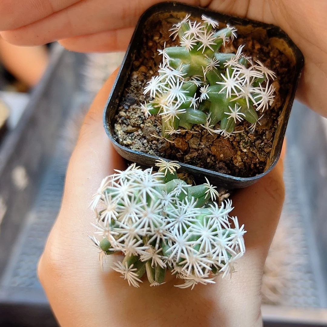 萝卜根双头孤月丸3.5公分1颗