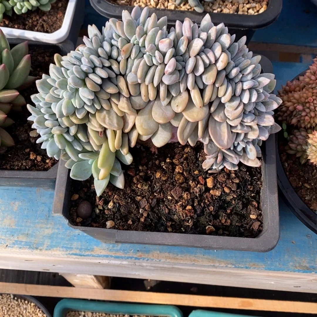 多肉植物一物一拍