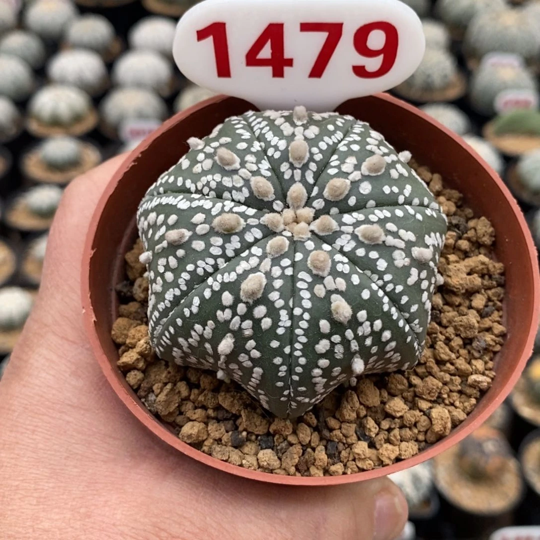 1479七愣连线超兜福利