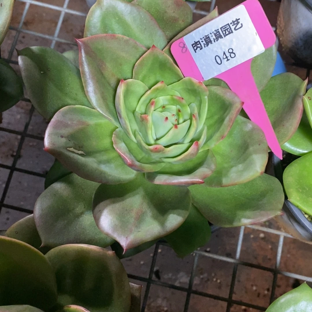 x048-多肉植物 狮子王