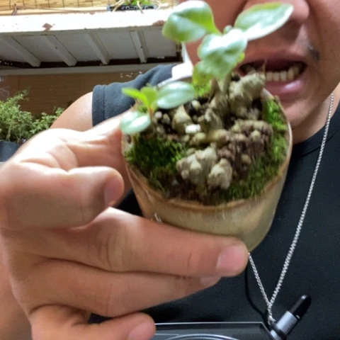 红陶一物一拍所见即所得210