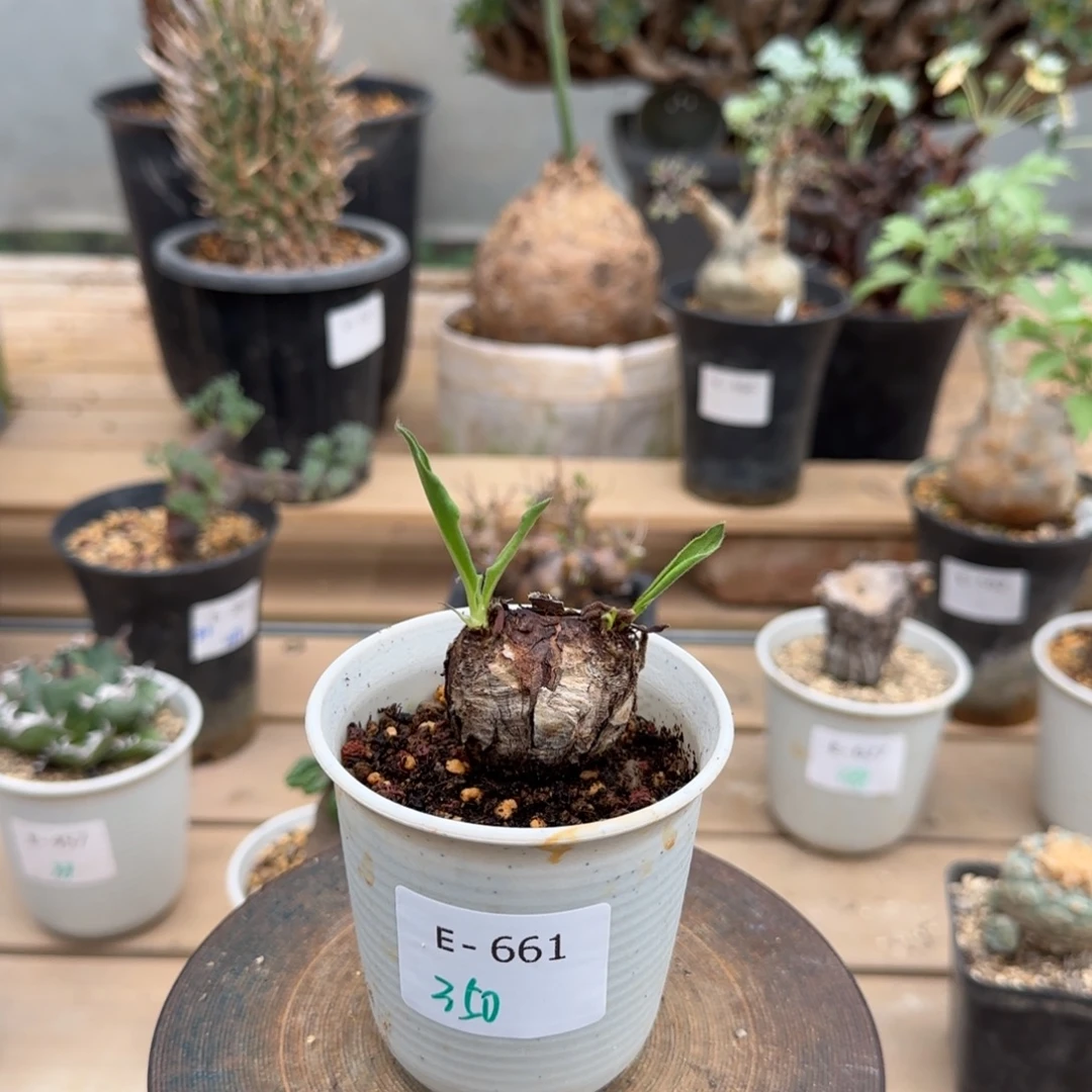 661冰晶洋葵块根植物