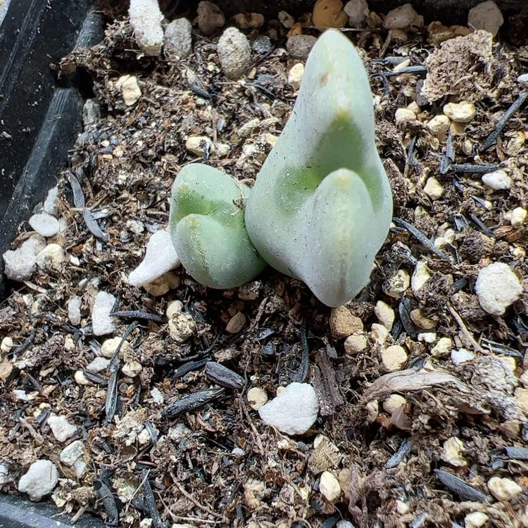 【闪购商品】133 福利