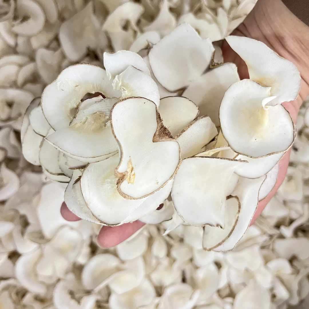 广东煲汤优质海底椰干货