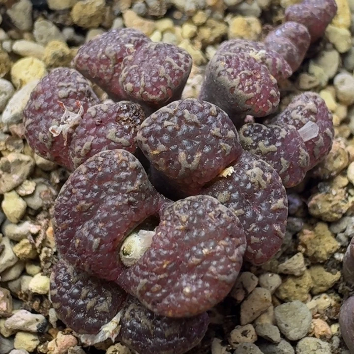 69号泡泡勋章一物一拍