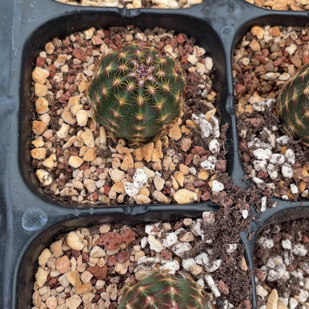 鹿角柱实生仙人球青花虾2个