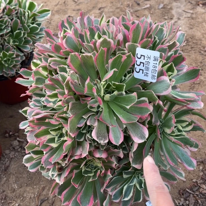 555白凤大手捧桩不直1