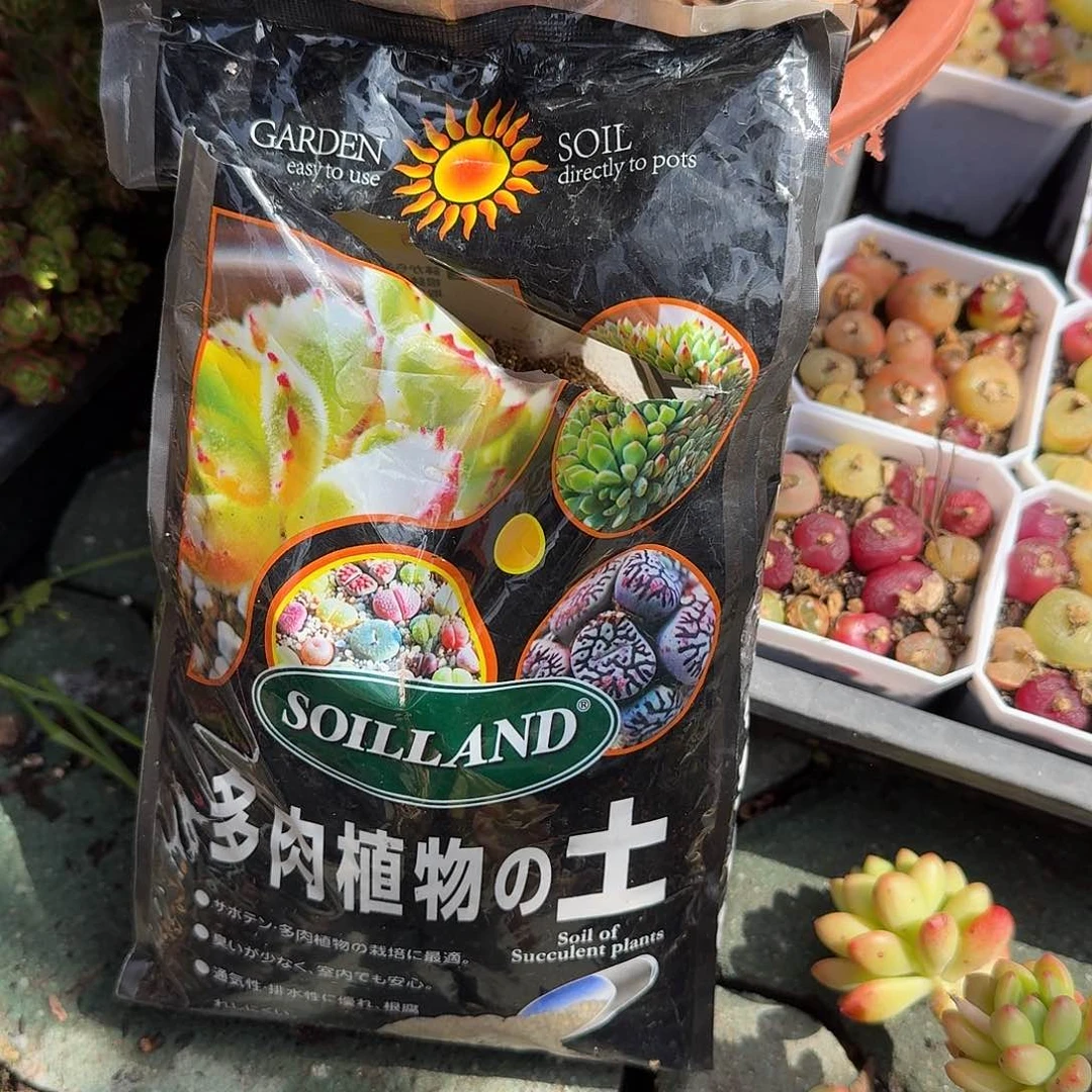 两包土多肉植物精品