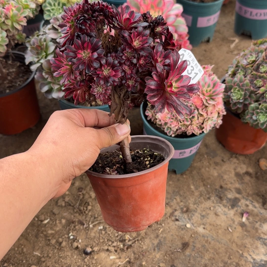 酒***酒231 号一物一拍多肉18包邮黑天鹅