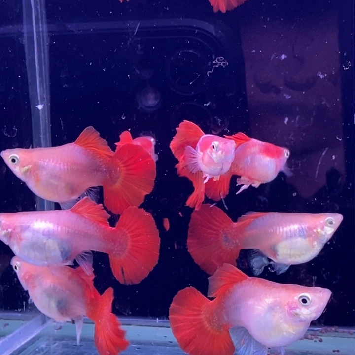 孔雀鱼黄爆球10条包邮