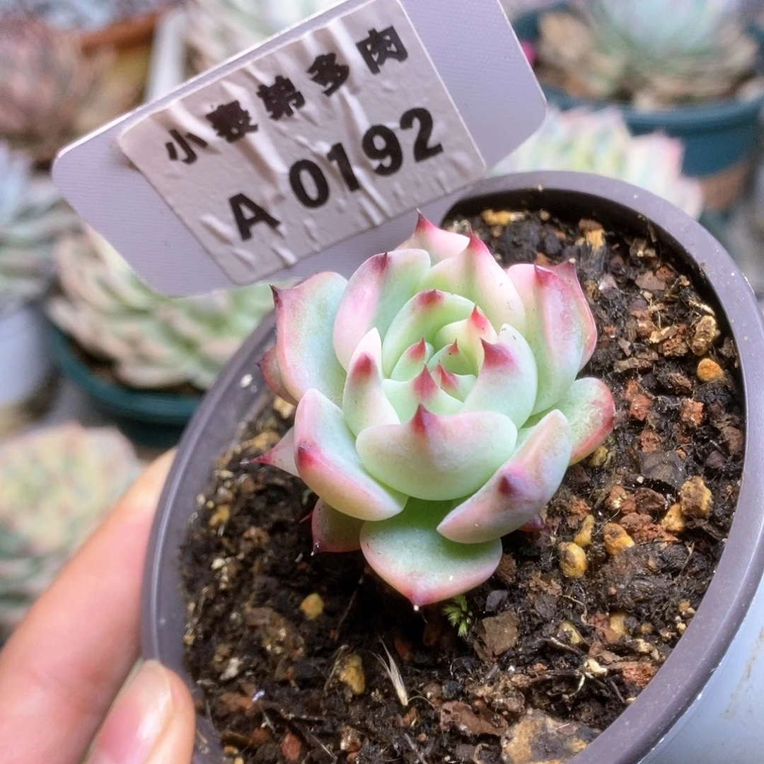 192锦锦锦锦锦锦锦