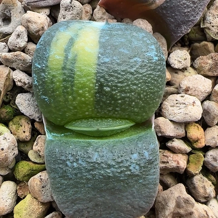 实生卧牛锦亚成株