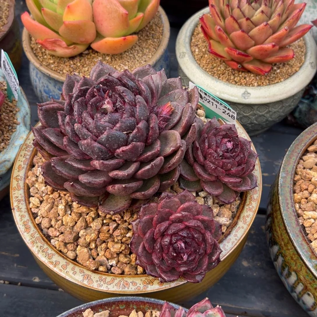 随*?多肉一物一拍0211-248