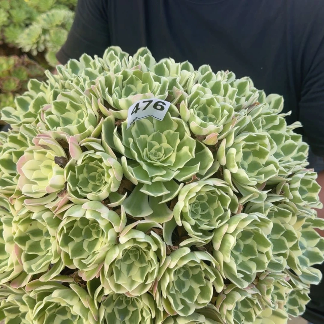 莫****忘476白凤多肉植物