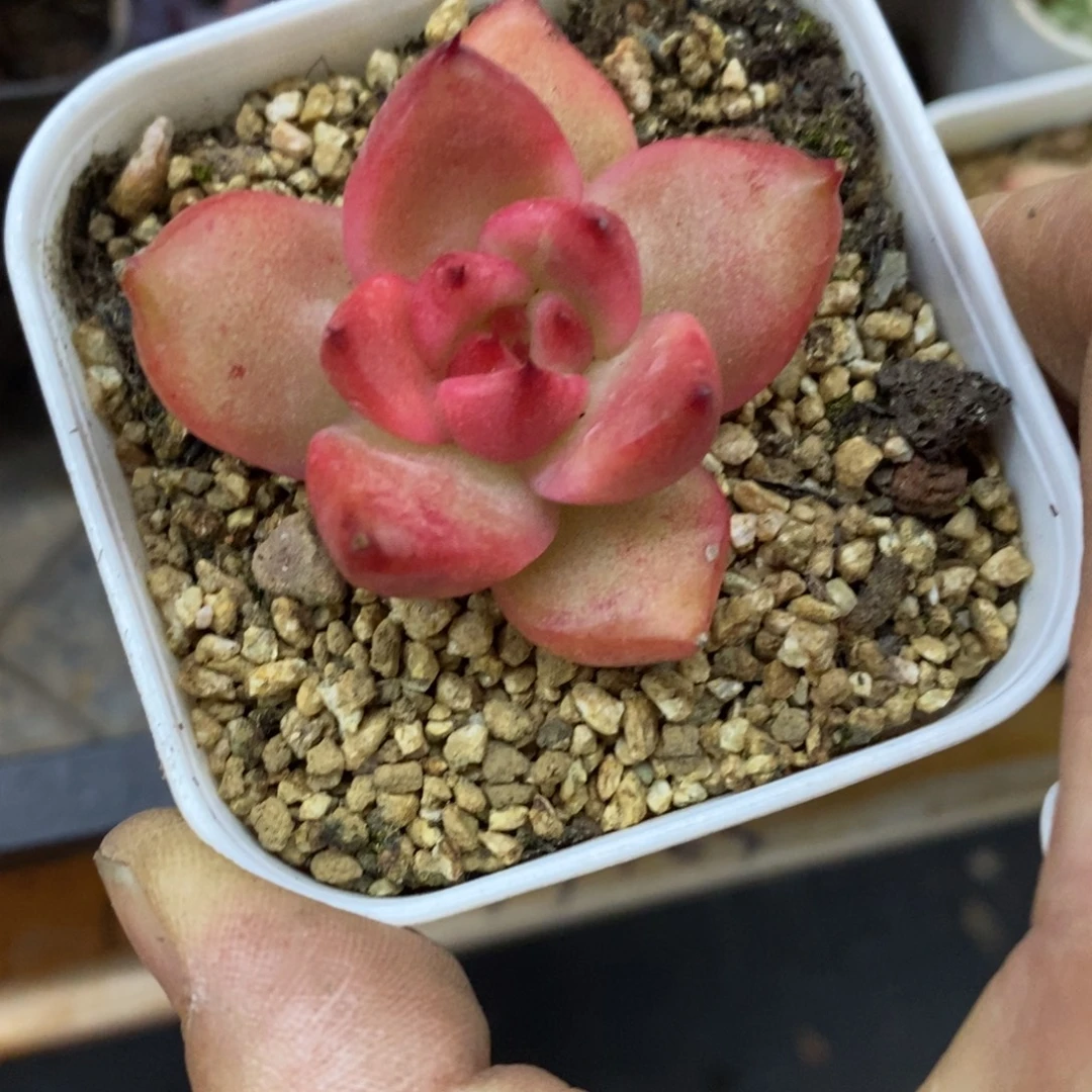 精品多肉一物一拍不包整224