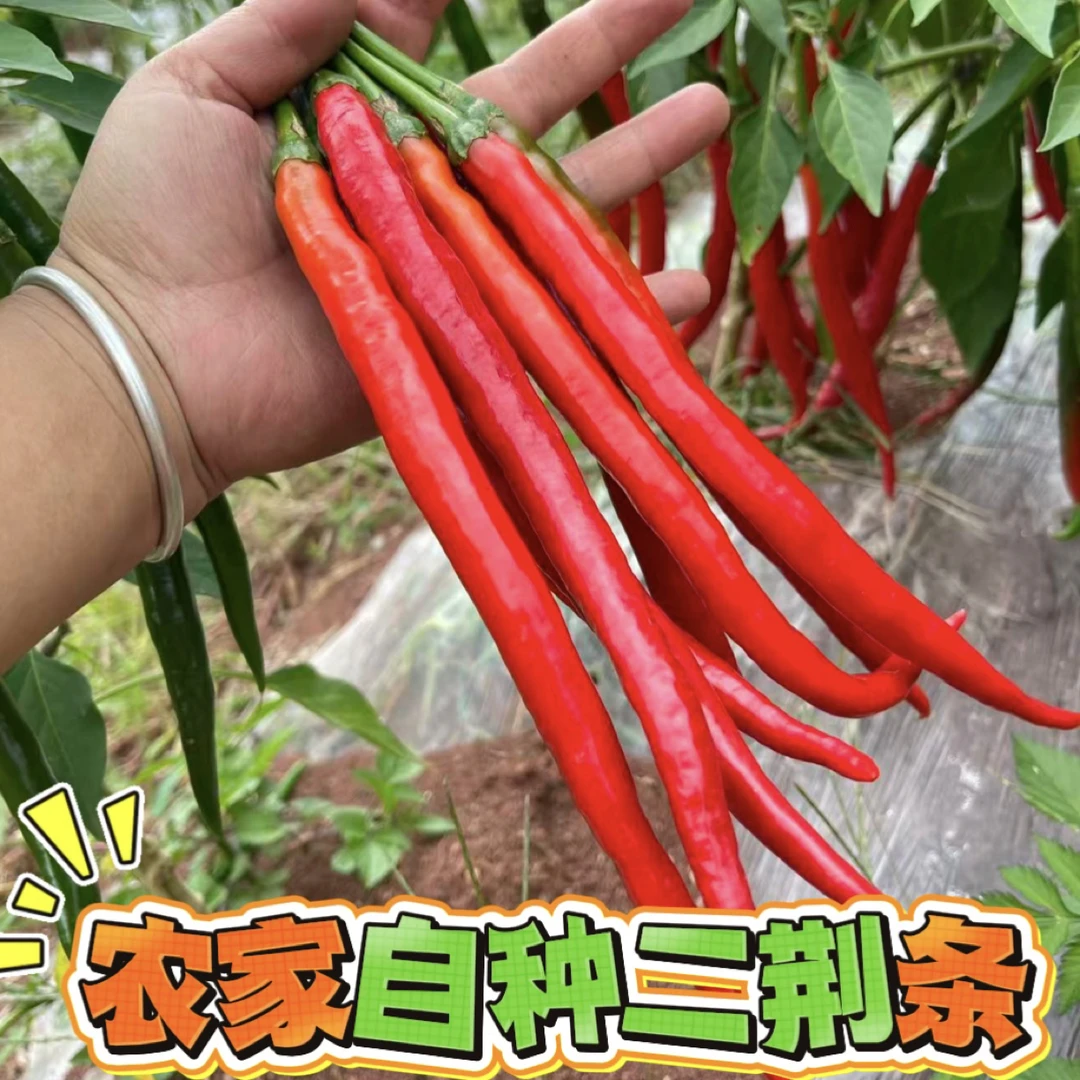 贵州新鲜现摘二荆条红线椒可做剁椒酱的香辣红辣椒青辣椒