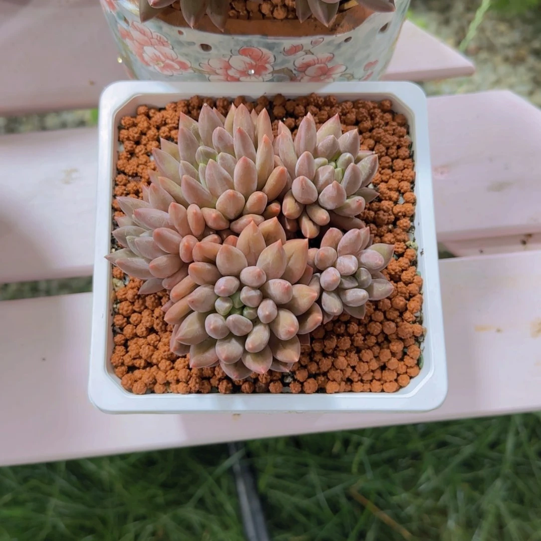 水晶球杂多肉植物 0000