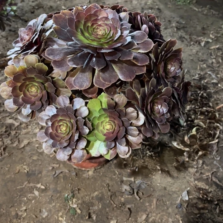 多肉植物法师万灰25