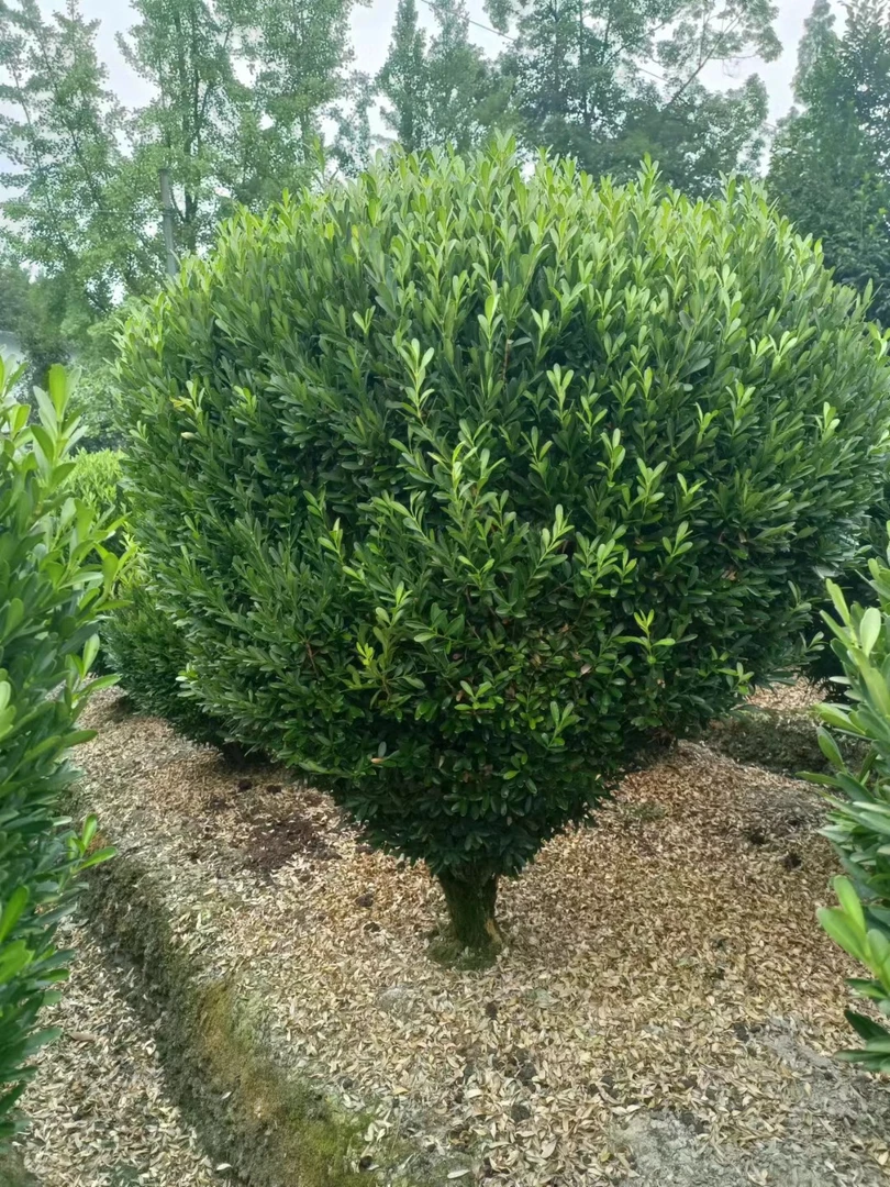 （小汐）雀舌黄杨自家苗场，现挖现发