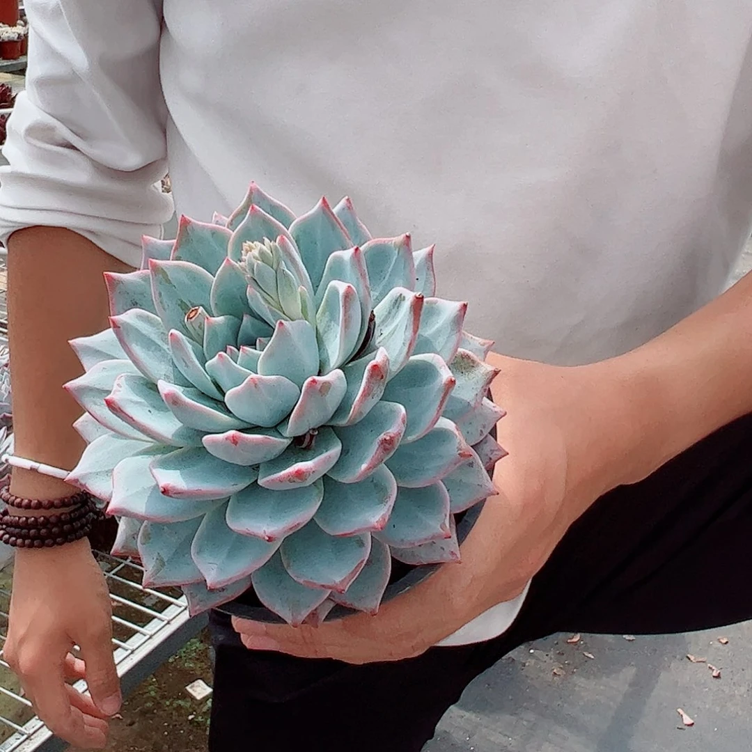 粉蓝鸟大单头老桩