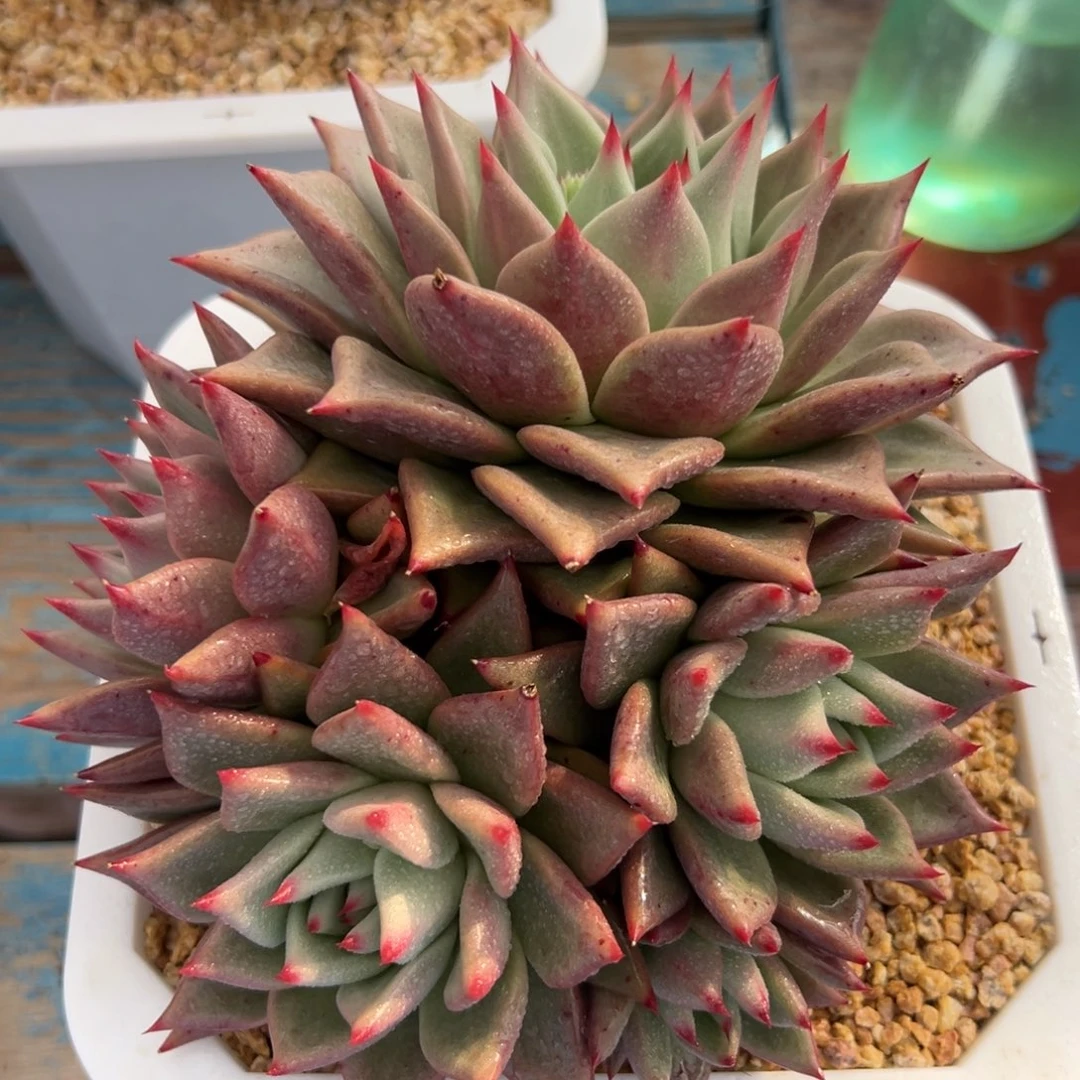 多肉植物一物一拍（50号）