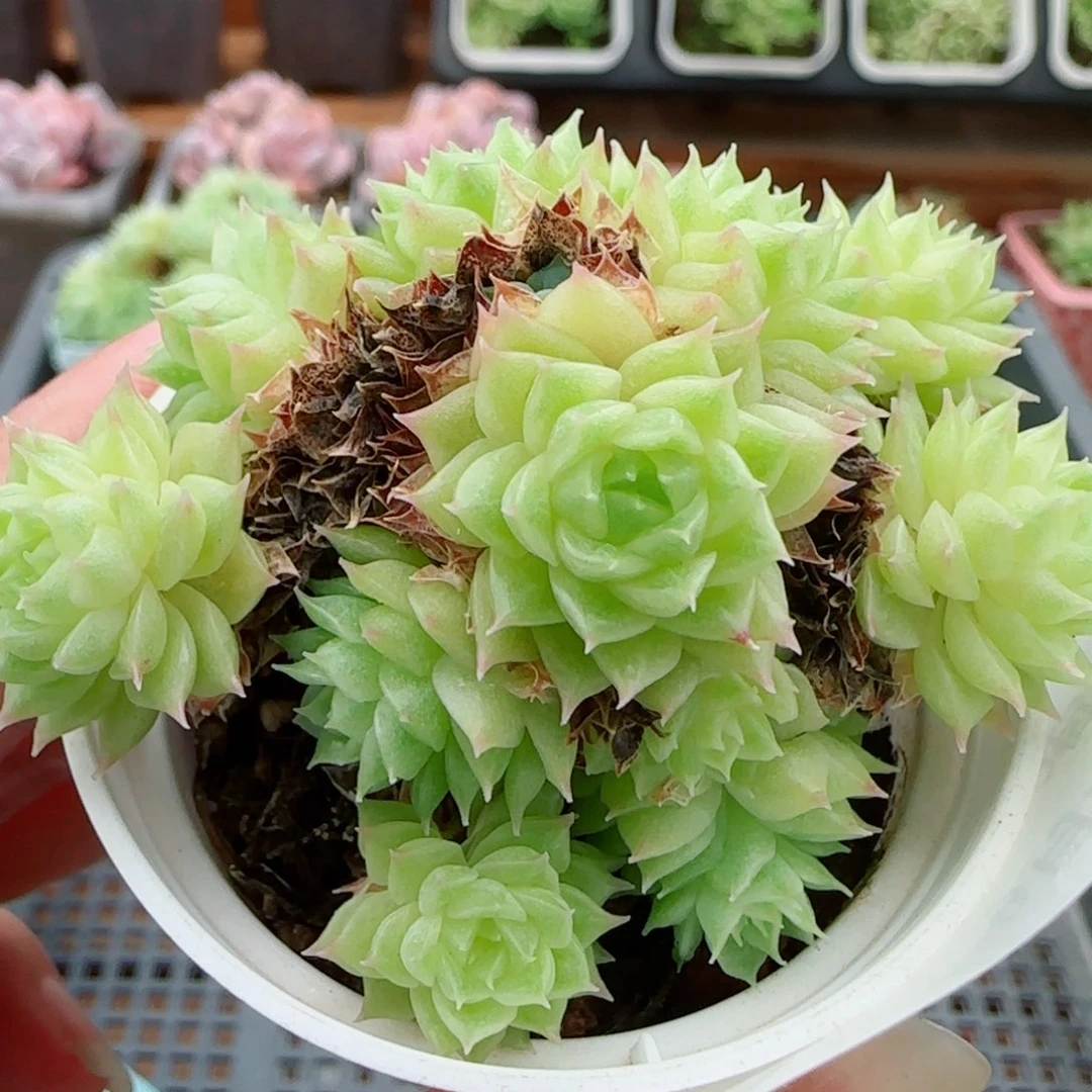 花语逸镜0923-90散