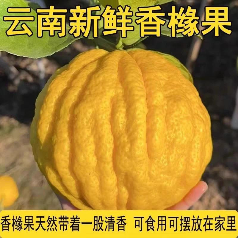 【云南香橼】云南高山香橼可观赏可食用 天然淡香新鲜采摘