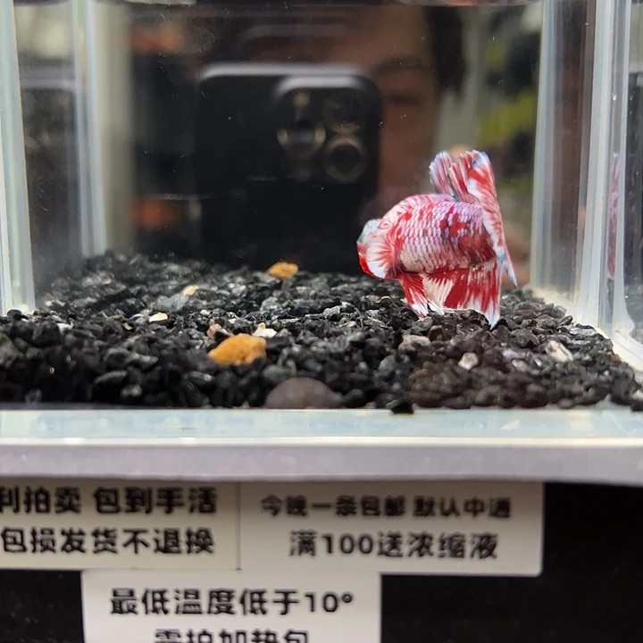 斗鱼竞拍跑单拉黑22日42