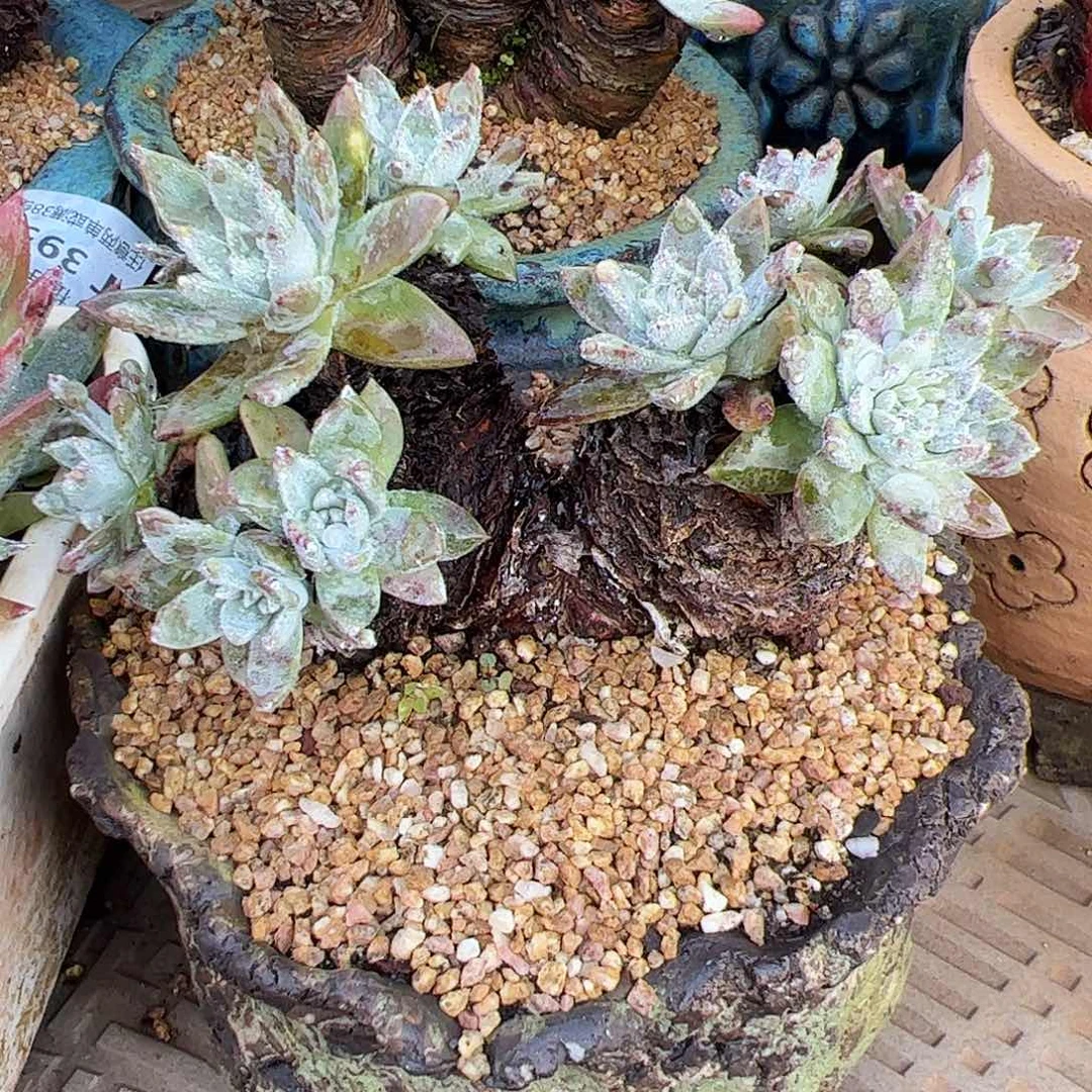 4055苹果叶杂交仙女杯