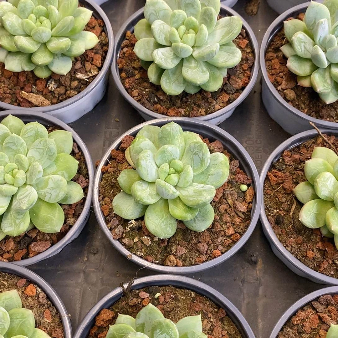团。单头百达翡翠。福利多多