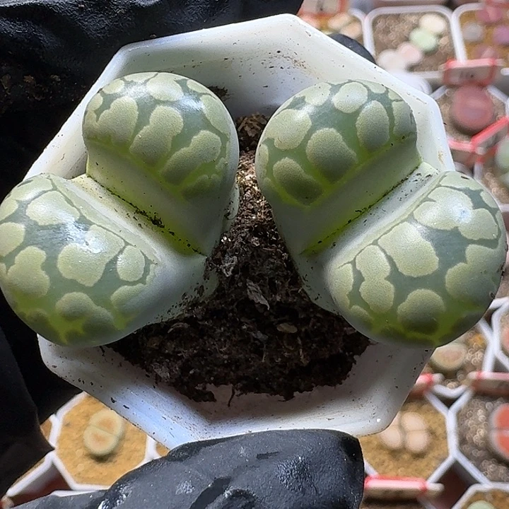 生石花111111。  89