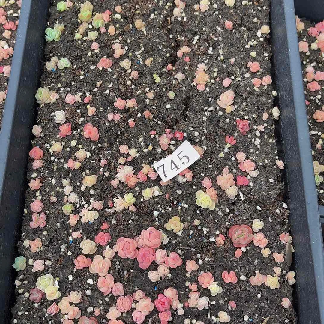 多肉植物多肉植物745
