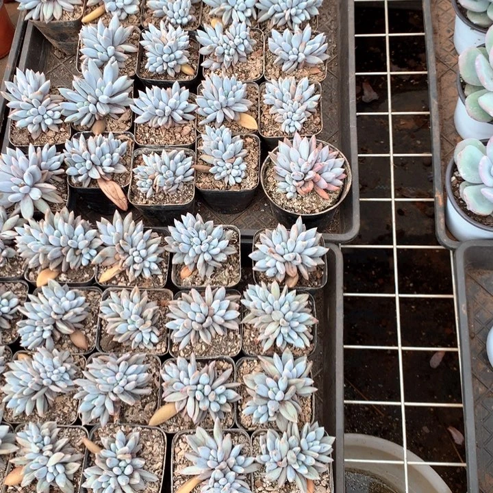 带盆土哥特3头起两单包邮