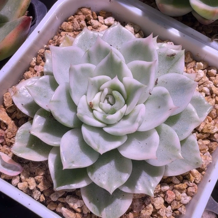 麦秆锦腹轮锦模特