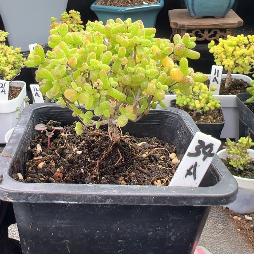 金桔糖球34号10厘米盆