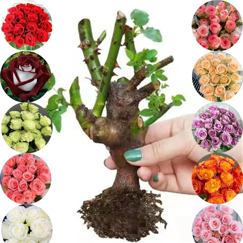 玫瑰花苗老桩特大花花卉绿植盆栽月季树苗蔷薇室内外阳台四季开花