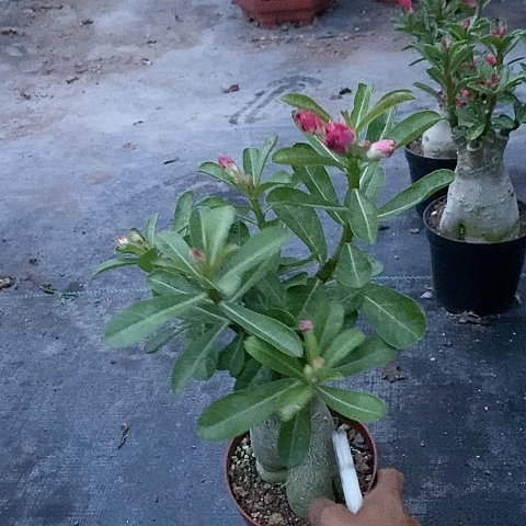 【闪购商品】无花朵清**梦