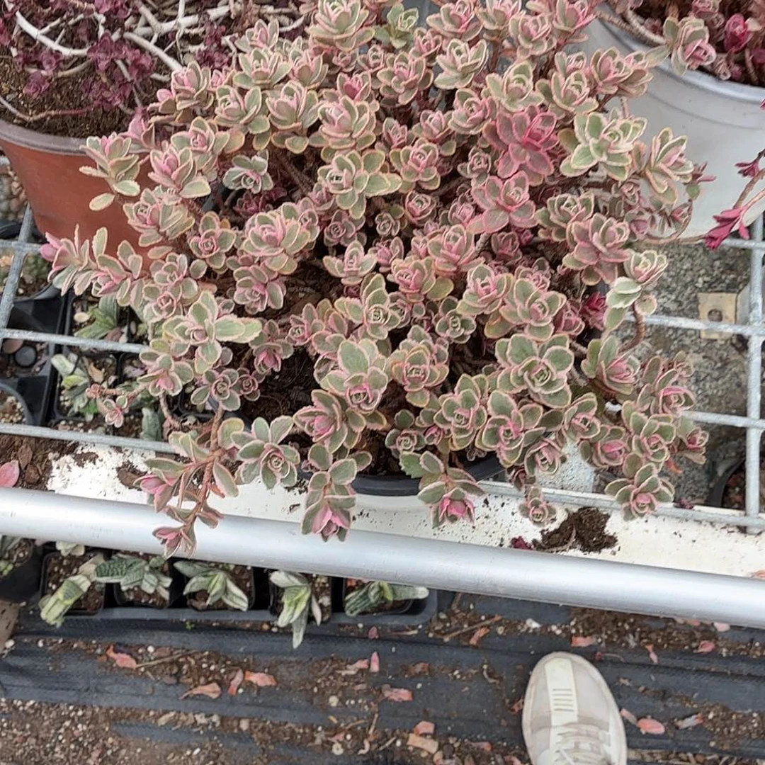 小球玫瑰锦多肉植物精品