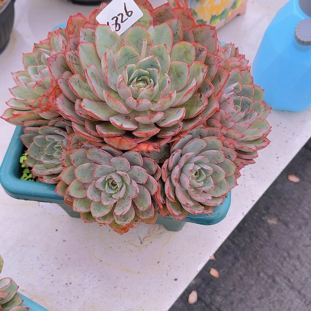 水***】1826赫拉多肉植物