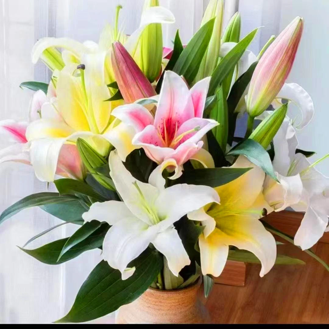 顺丰包邮  云南基地直发香水百合花束水养鲜花家用插花速递