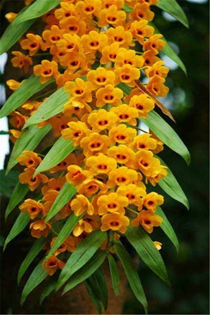 石斛花卉苗链接（束花）