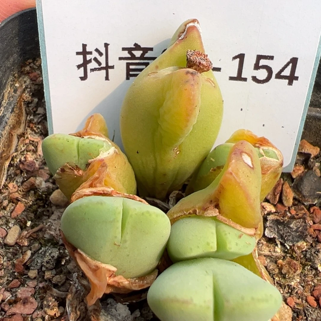 28-154少将多肉植物，