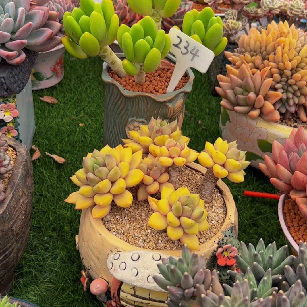 叶*金蟾多肉植物
