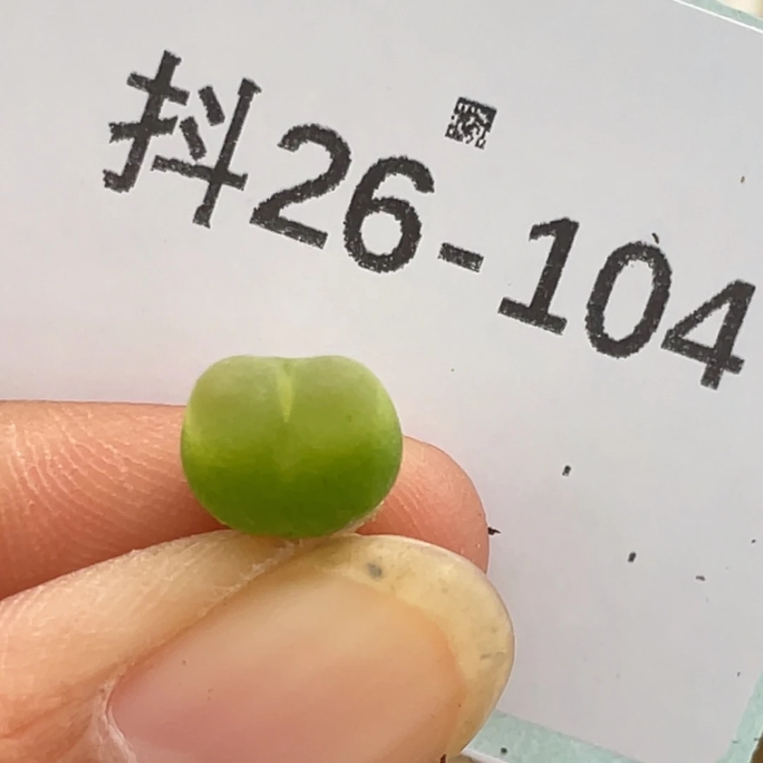 26-104小拉登多肉植物