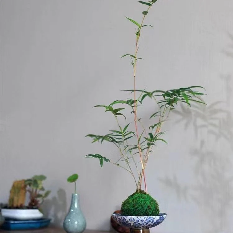 红观音竹盆景室内外通用可净化空气好养易活的竹子绿植