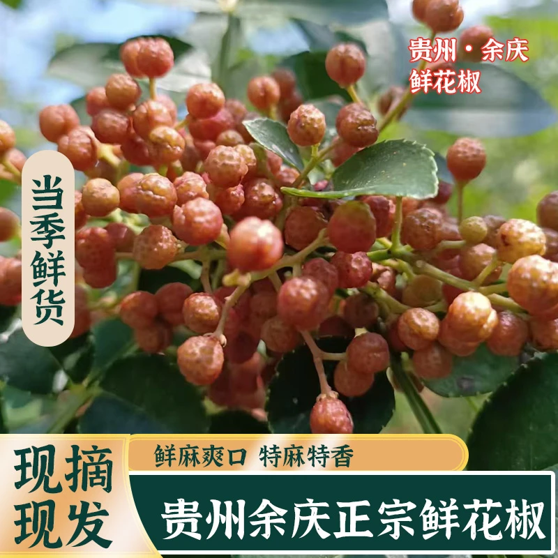 贵州遵义余庆本地鲜花椒当季鲜货特麻特香本地红花椒产地现摘现发