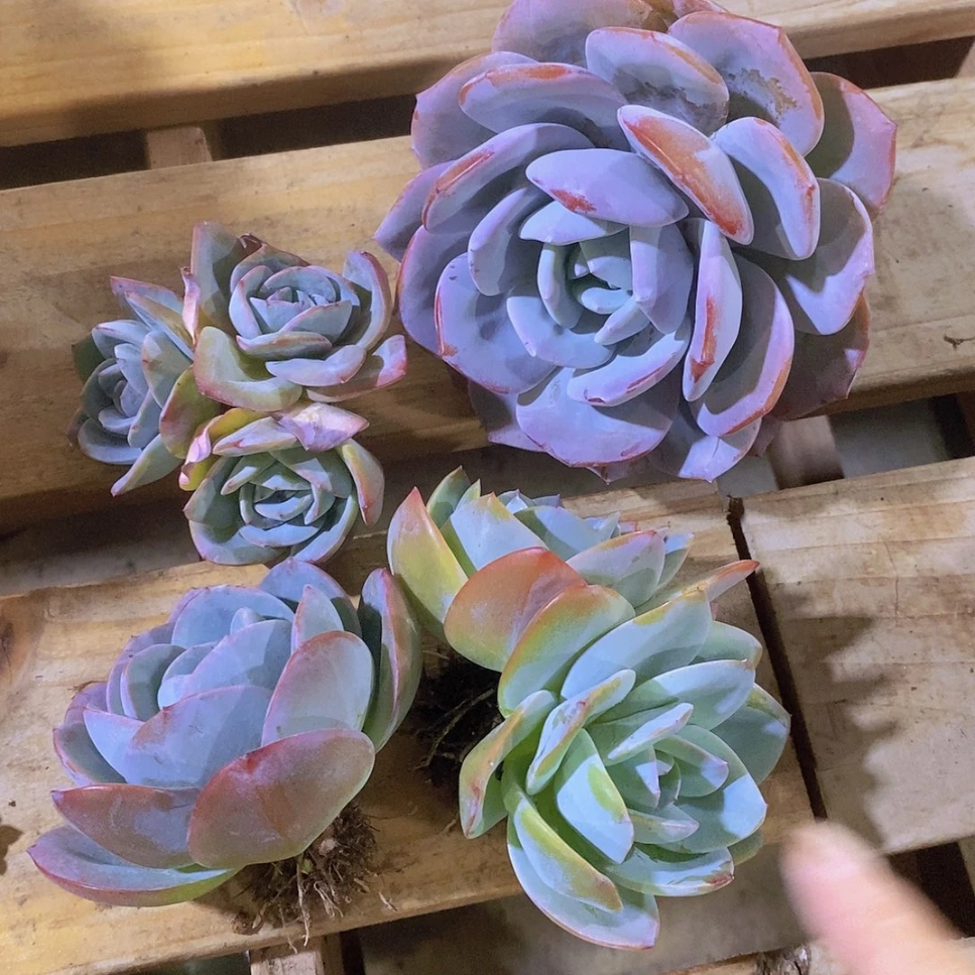好***朵一组