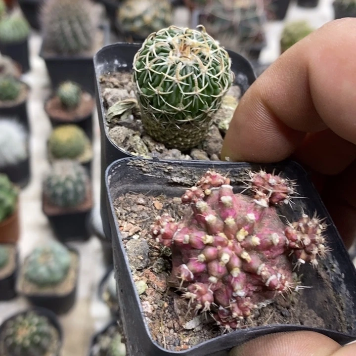 太刀岚海神2颗特价